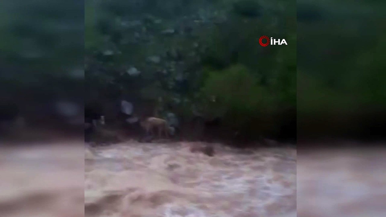 Sağanak yağış nedeniyle dere taştı, inekler sel sularına böyle kapıldı