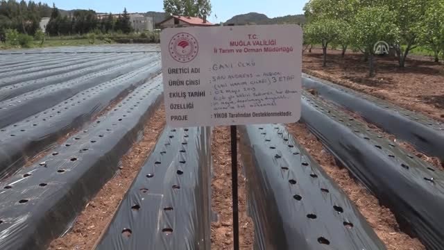 Vali Hanım Çileği Üreticinin Yüzünü Güldürüyor