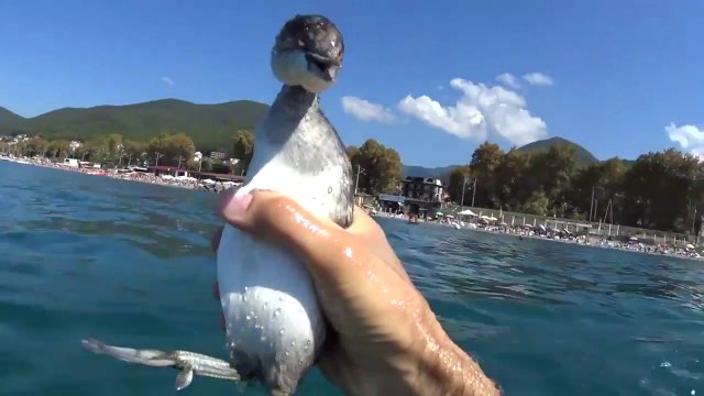Un nageur plonge en apnée à la poursuite d'un oiseau pêcheur et réussi à l'attraper à la main...