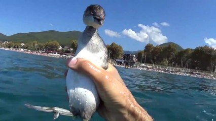 Un nageur plonge en apnée à la poursuite d'un oiseau pêcheur et réussi à l'attraper à la main...