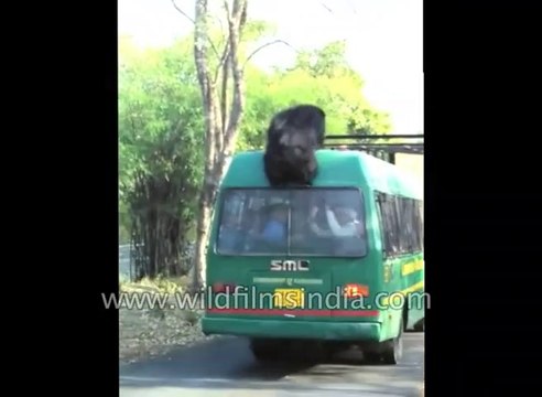 Cet ours est bien décidé à s'évader du parc... Par tous les moyens