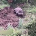 Images tristes d'un bébé rhinocéros qui essaie de réveiller sa mère tuée par les braconniers pour sa corne