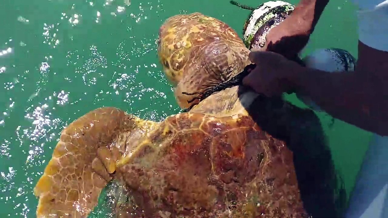Un pecheur sauve une tortue piégée dans le fil d'une bouée en pleine mer