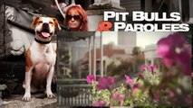 Pit Bulls And Parolees S04E10