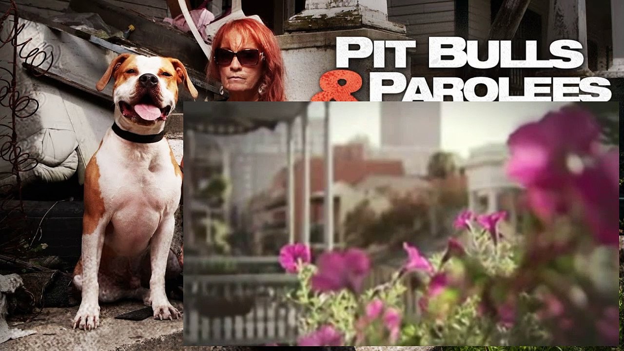 Pit Bulls And Parolees S04E10