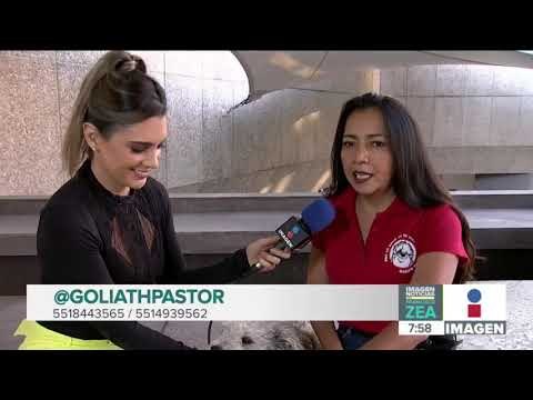 ¡Cambia tu vida y adopta a este hermoso perrito! | Noticias con Francisco Zea