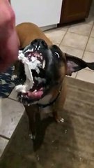 Dog Devours Whipped Cream