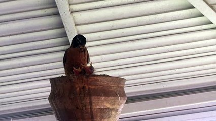 Feeding Time for Baby Birds