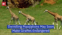 Giraffes Could Become An Endangered Species