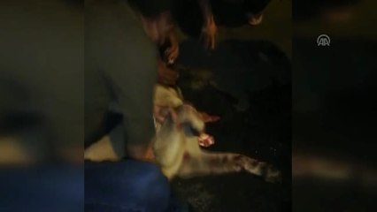 Eyyübiye Belediye Başkanı Kuş'tan Yaralı Köpeğe Yardım