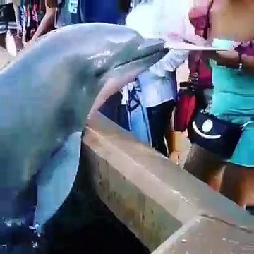 Dolphin Snatches Away Ipad in Hilarious Manner!