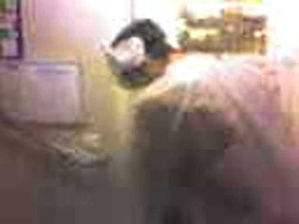 Vidéo 0003