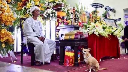 chú chó thân thiết của cố nghệ sĩ Lê Bình