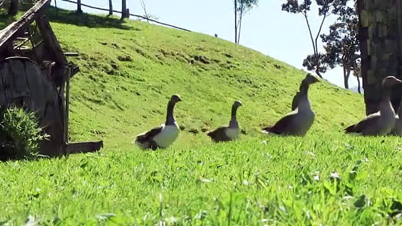 Isla Paraiso cap 146 comp . - cap 146 Isla Paraiso  comp .