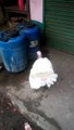 Miracle of the turkey / hen?? gobble gobble gobble........is that what the bird is saying??