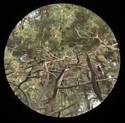 wind pcp scope cam hunting