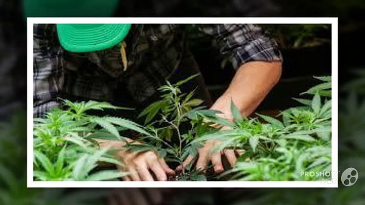 Basic Facts You Need to Know about Cannabis