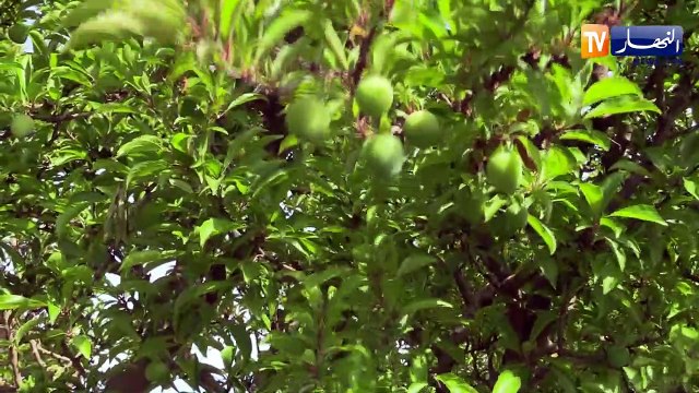 فلاحة: زحف الإسمنت على حساب الأراضي الزراعية .. إلى متى ؟