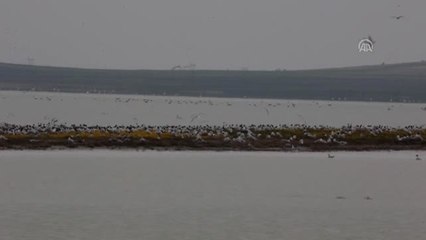 Turistlere Seyfe Gölü'ndeki Martıların Görsel Şovuna Davet