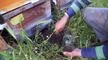 'Arı ölümleri zirai ilaçların gece kullanılmasıyla önlenebilir' - MUĞLA