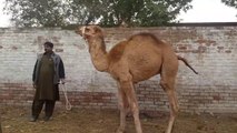 Camel Loading In Lahore Shah pur Mandi 27 December 2017 Visit to Lahore Bakra Mandi