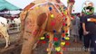 CAMEL MANDI - SHAH PUR KANJRA - LAHORE 2017 - Mandi ka Sub Se Khubsoorat Camel
