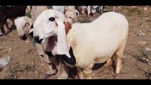 Chatray Hi Chatray - Baher Ki Surat E Haal - HEAVY MAAL in Lahore Shahpur Kanjra Bakra Mandi 2018