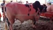 Cow mandi - Beauties of Saggian Mandi - qurbani eid - bakra mandi 2018 videos