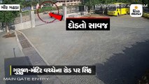 CCTV / ગઢડાનાં દ્રોનેશ્વરમાં હનુમાનજી મંદિરમાં સિંહના આંટાફેરા