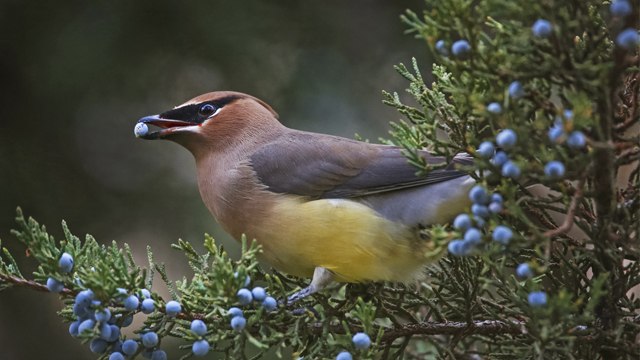 ¿Qué complementos vitamínicos necesitan las aves?