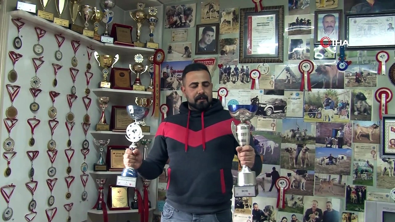 Dünyayı gezdi, aradığı arı köpek ırkını Sivas’ta buldu...Kangal çiftliği havadan görüntülendi