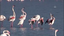 İzmir Kuş Cenneti'nde 20 bin flamingo kuluçkaya yattı - İZMİR