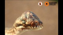 Hallan una serpiente con tres ojos en Australia