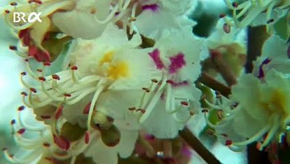 Rosskastanie - Vom Ahorn bis zur Zwiebel