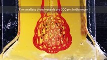 Bioengineers Clear Major Hurdle Towards 3D Printing Organs