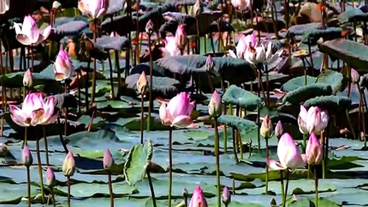 Tamil Hindu Devotional _ Thadagam Ondru _ Nithyasree Mahadevan _ Devotional Song