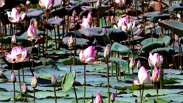 Tamil Hindu Devotional _ Thadagam Ondru _ Nithyasree Mahadevan _ Devotional Song