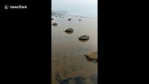 Sea turtles thrown ashore by big waves of Cyclone Fani