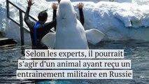 Des bélugas entraînés à l'espionnage par les Russes ?