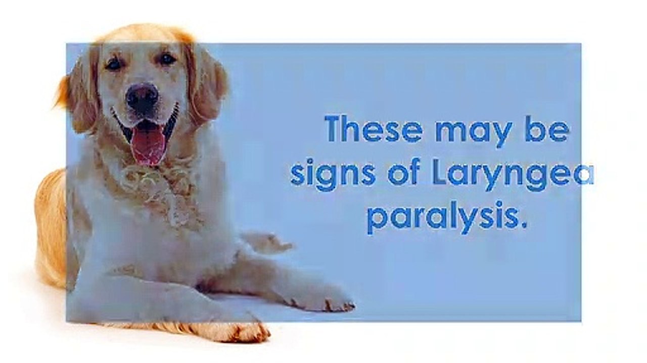 Laryngeal paralysis