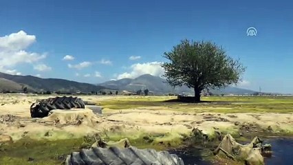 Göle dönen Amik Ovası'ndaki su seviyesi azaldı - HATAY
