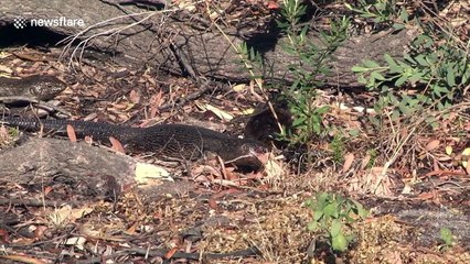 Naughty female lizard steals banana from male’s mouth