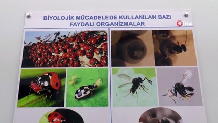 Adıyaman’da böcek istilası