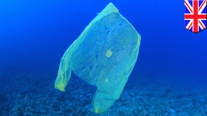 'Biodegradable' plastic bags aren't biodegrading