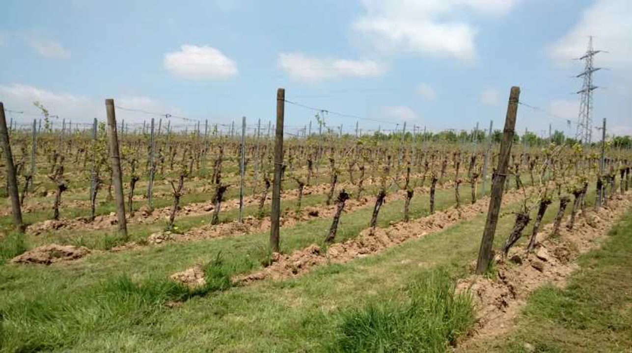 Vue sur les vignes du Domaine du Chenoy