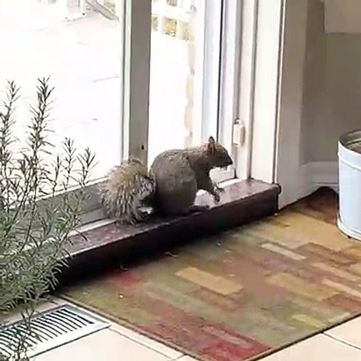 Cet écureuil déguste de l'arachide avec beaucoup d'excitation. Trop drôle !