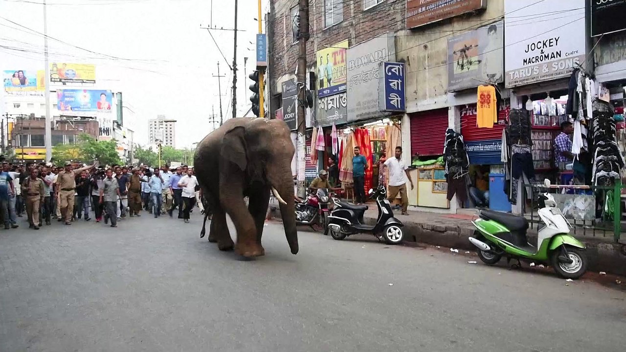 Running wild: Indian elephant ventures in city in search of food