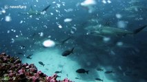 Diver swims with giant school of hammerhead sharks off Galapagos islands