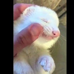 Ce furet apprécie vraiment les caresses de sa maîtresse. Adorable !