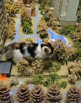 Quand un chat joue à Godzilla. A mourir de rire !